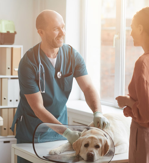 Calne Vets Case Study Image